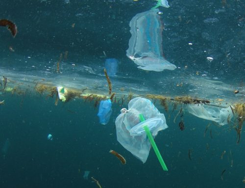 El Parlamento Europeo aprueba la prohibición de plásticos de un solo uso